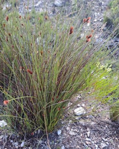 Hypodiscus aristatus male plant
